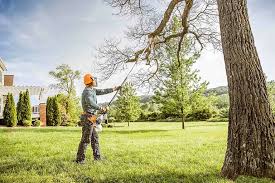 How Our Tree Care Process Works  in  Flowing Wells, AZ