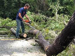 Professional Tree Removal Services in Flowing Wells, AZ